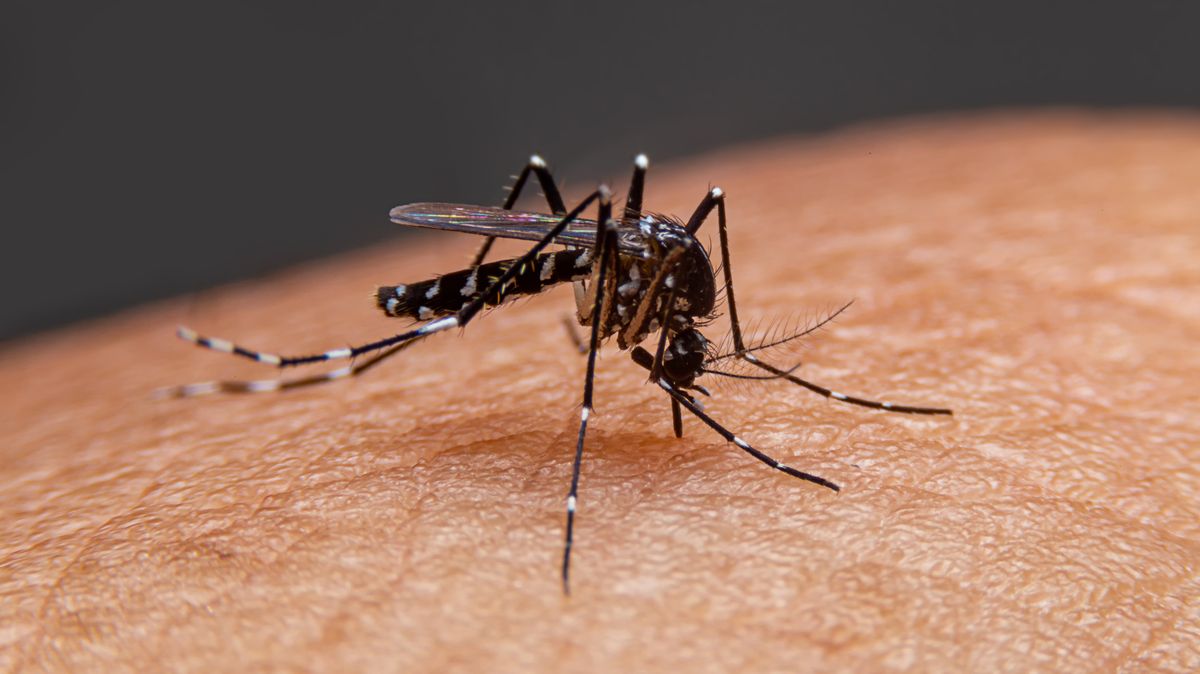 Argentina bojuje s nedostatkem repelentů. V zemi se přitom šíří horečka dengue
